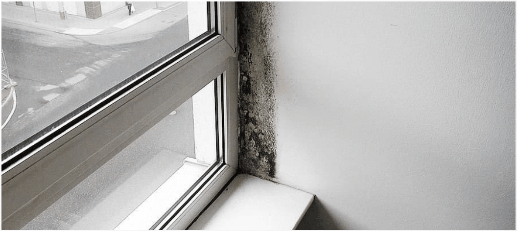 moisissure fenêtre